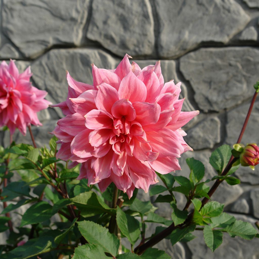 Dalia decorativa Otto's Thrill