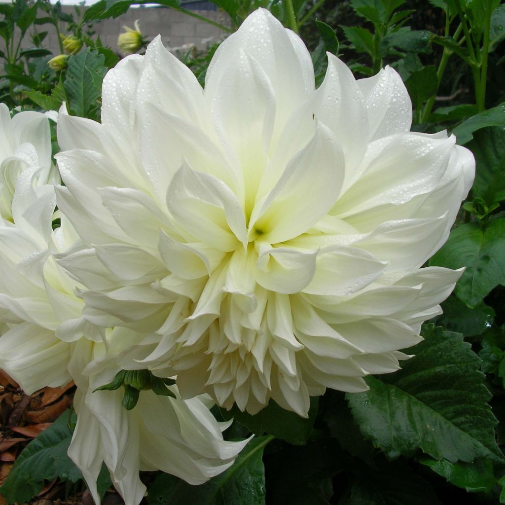 Dahlia géant Fleurel