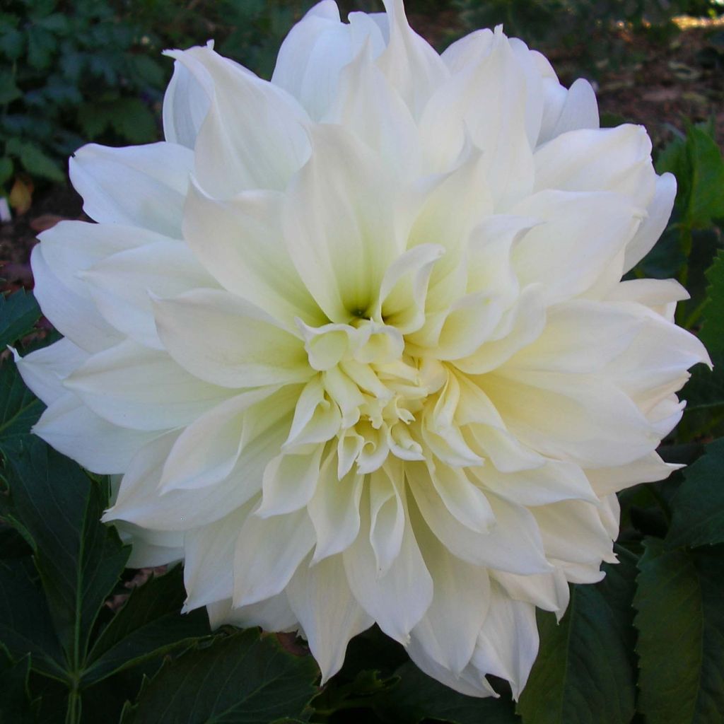 Dahlia géant Fleurel