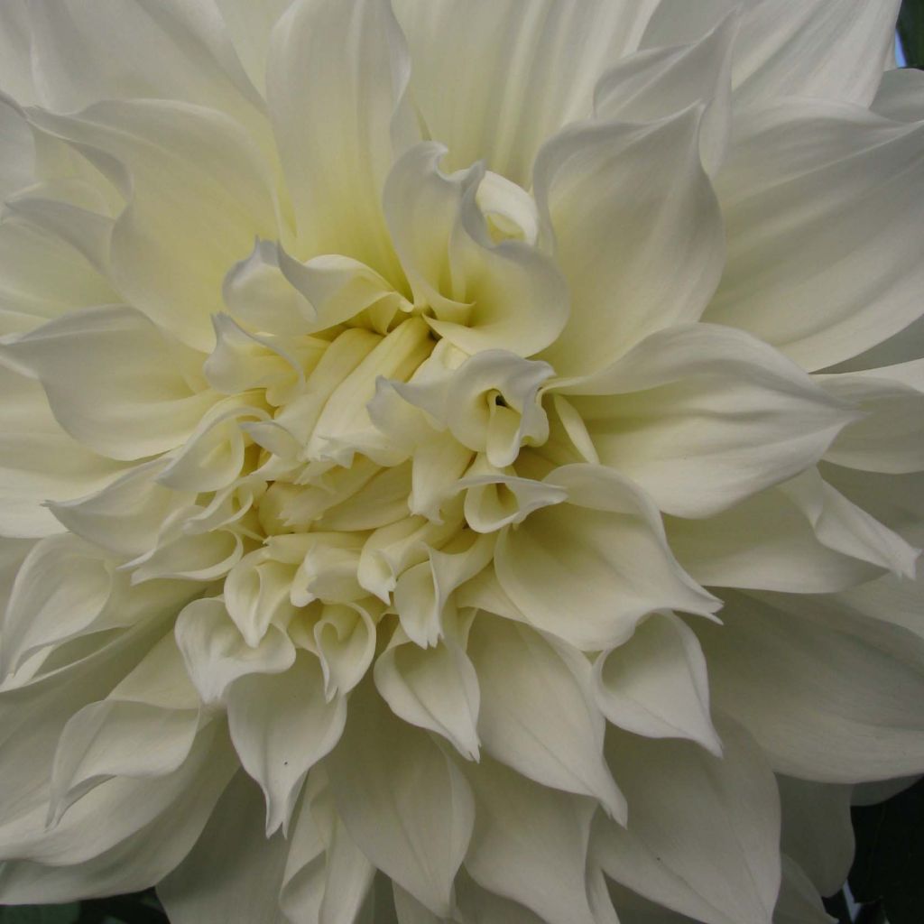 Dahlia géant Fleurel