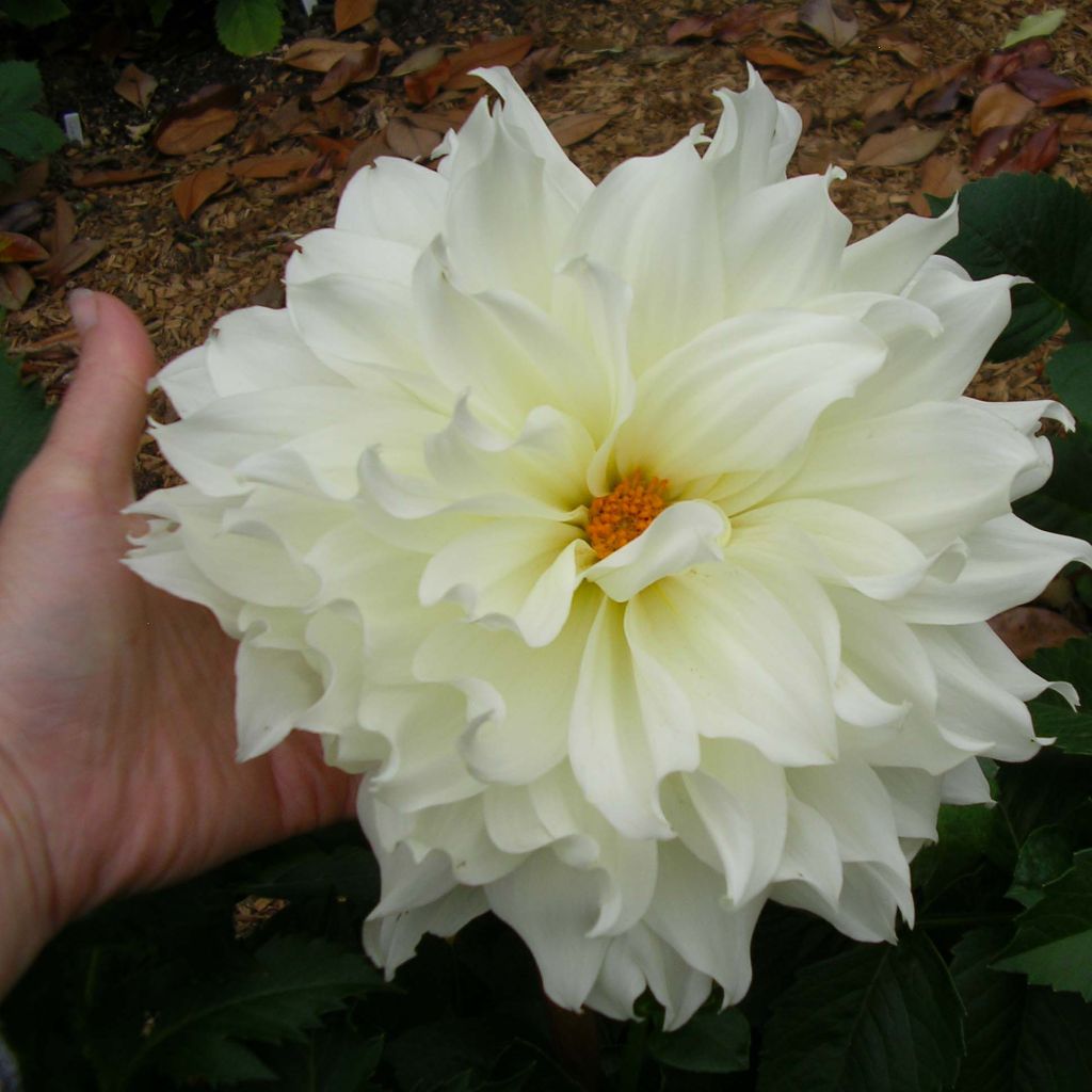 Dahlia géant Fleurel