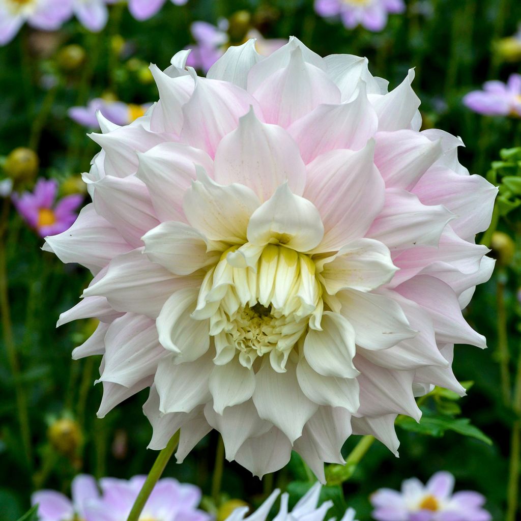 Dalia decorativa Gitts Perfection