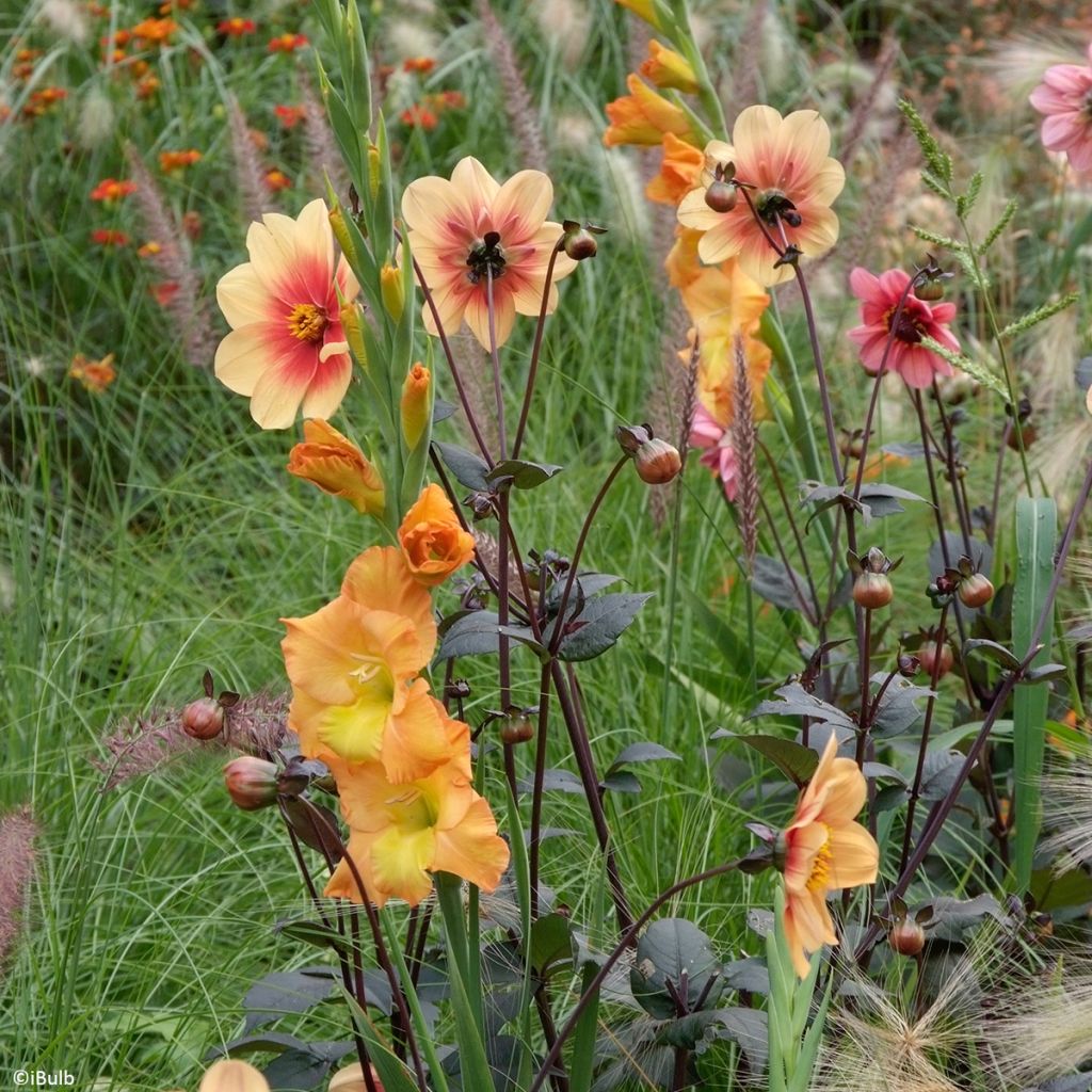 Gladiolo Sunglow