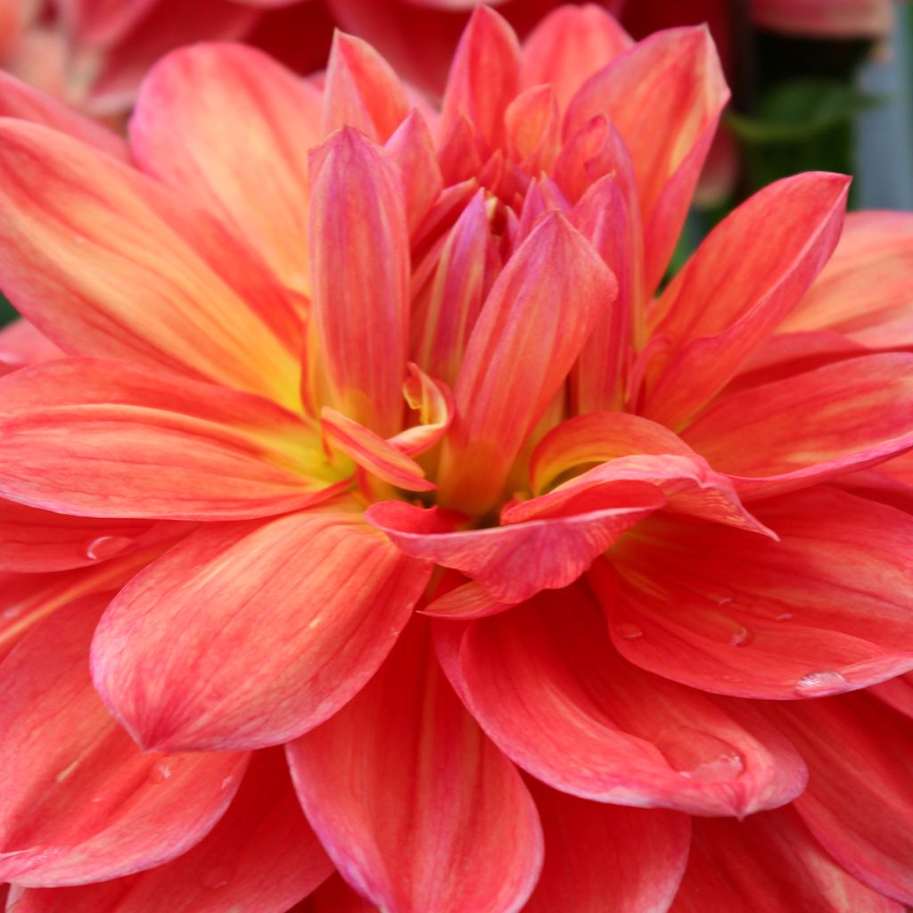 Dalia decorativa Titan Lighthouse