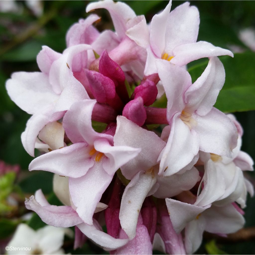 Daphne Perfume Princess - Dafne