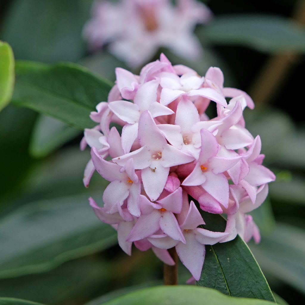 Daphne Spring Beauty - Dafne