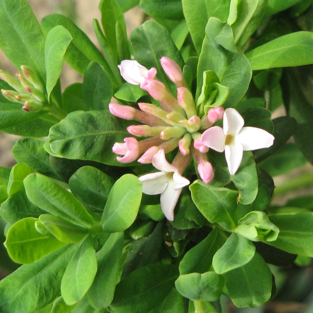 Daphne burkwoodii Somerset - Dafne