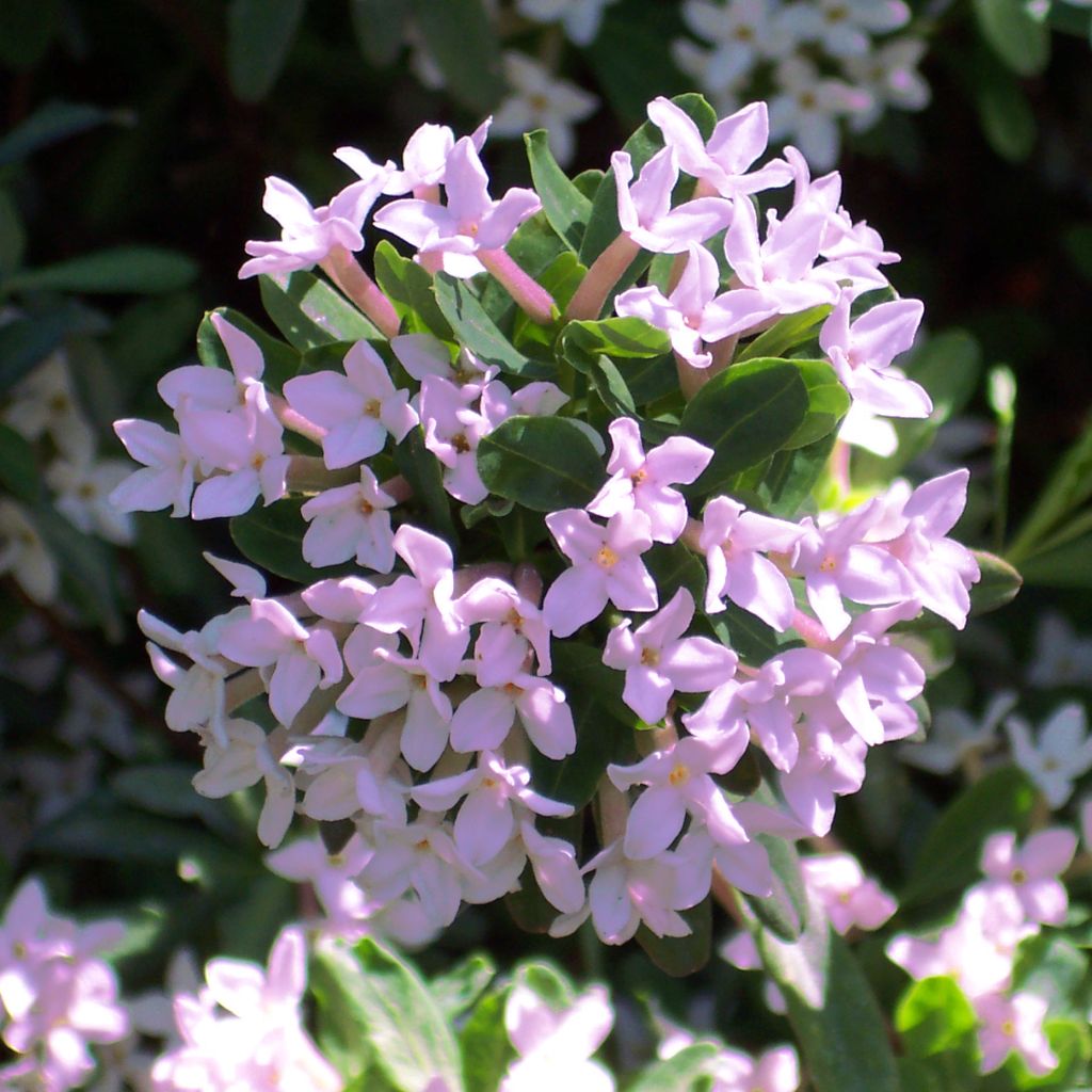 Daphne burkwoodii Somerset - Dafne