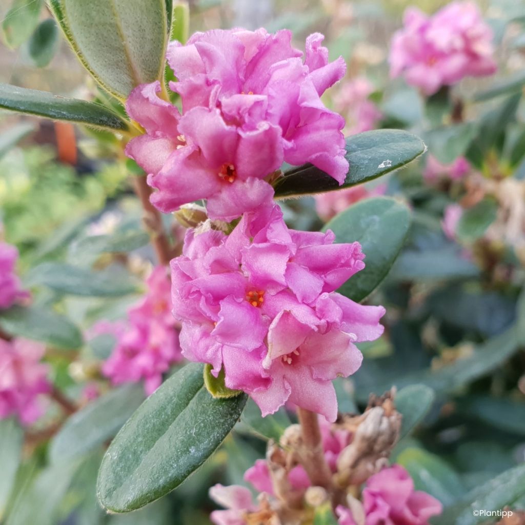 Daphne Sweetheart - Dafne