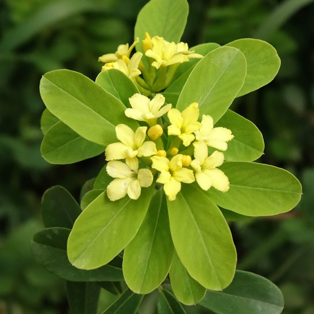 Daphne gemmata Royal Crown - Dafne