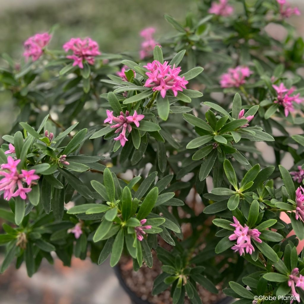 Daphne x transatlantica Bella Rose - Dafne