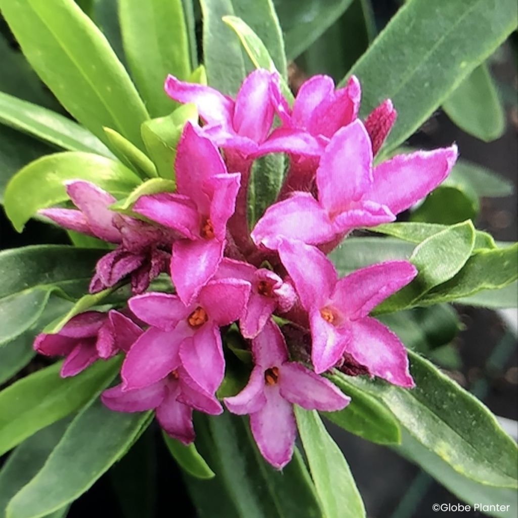 Daphne x transatlantica Bella Rose - Dafne
