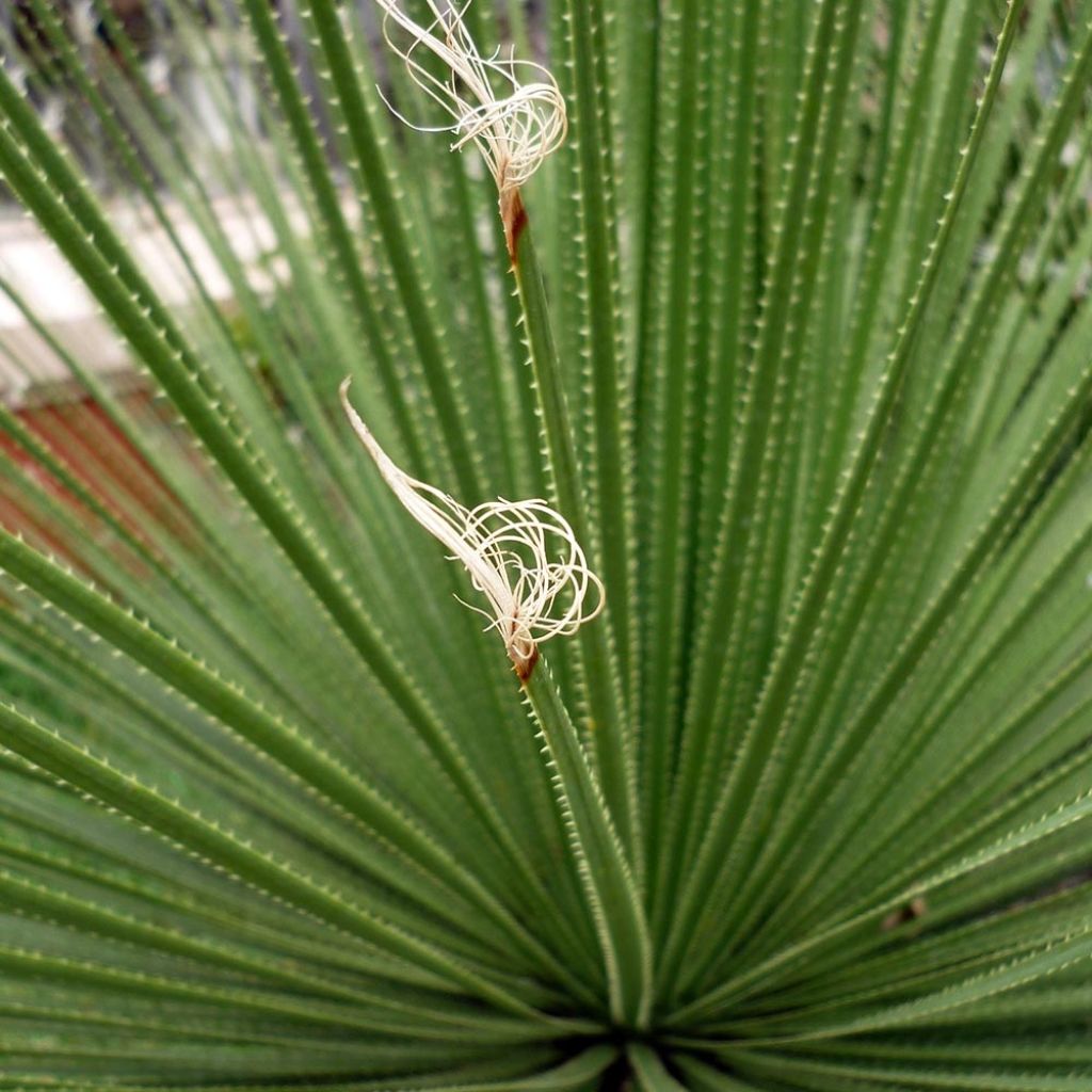 Dasylirion acrotrichum