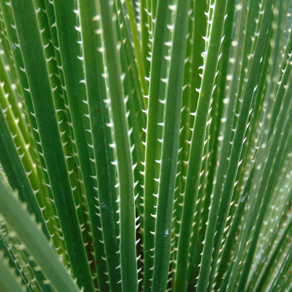 Dasylirion glaucophyllum