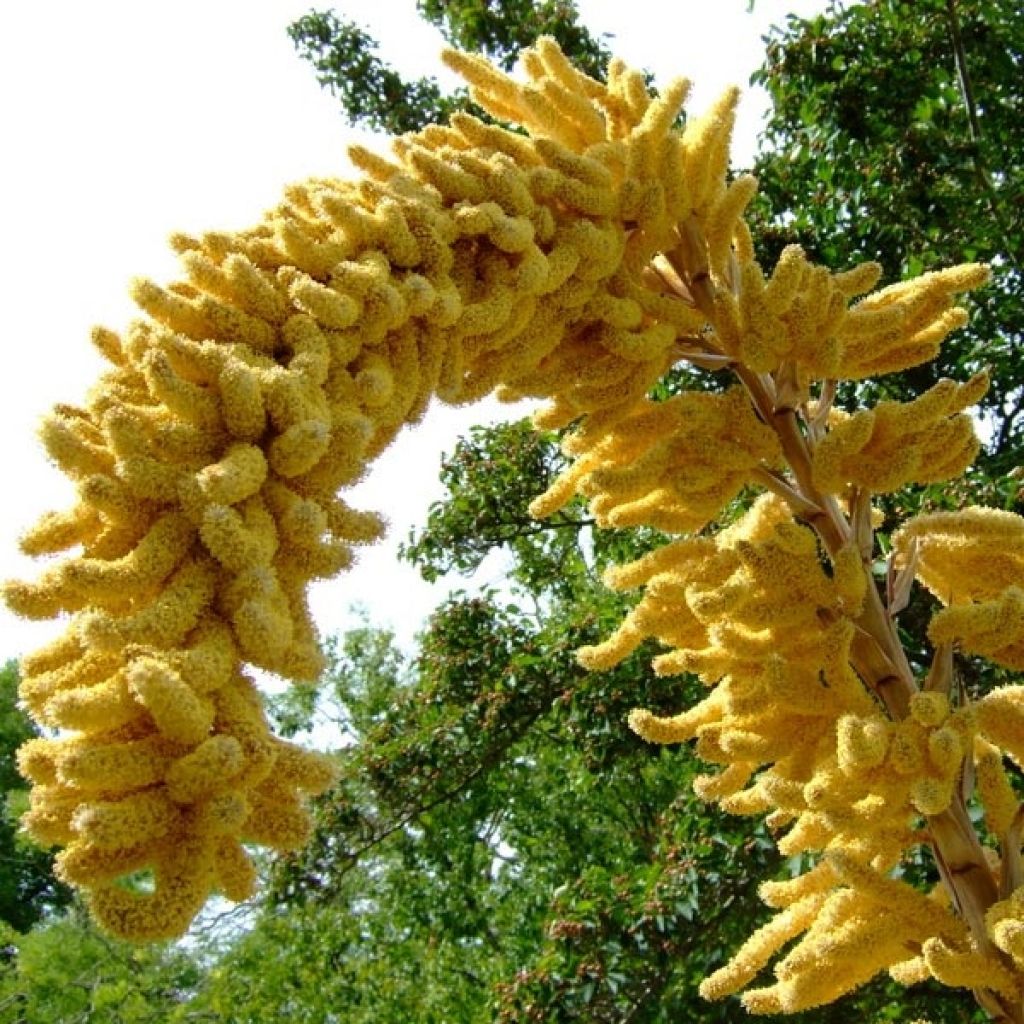 Dasylirion leiophyllum