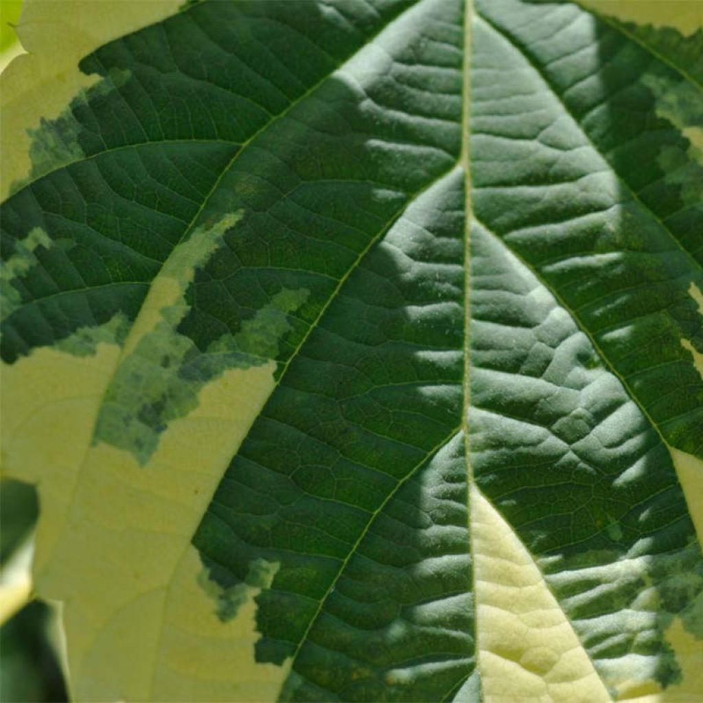 Davidia involucrata Lady Sunshine - Albero dei fazzoletti