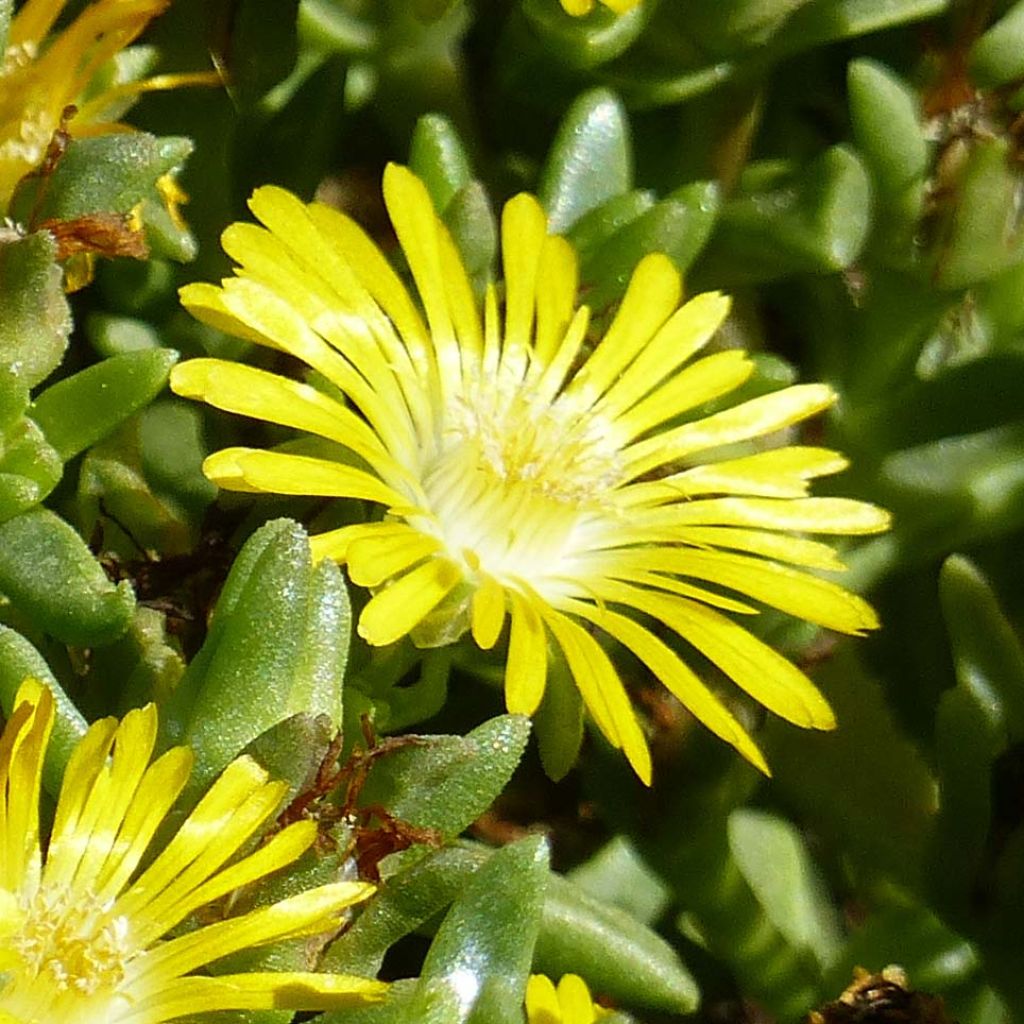 Delosperma Wheels of Wonder Golden