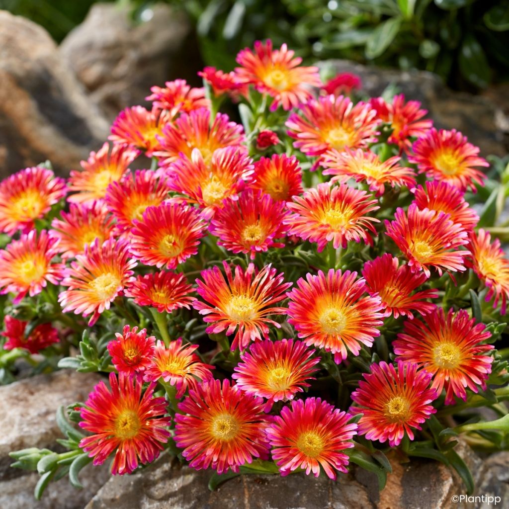 Delosperma Ocean Sunset Orange Glow