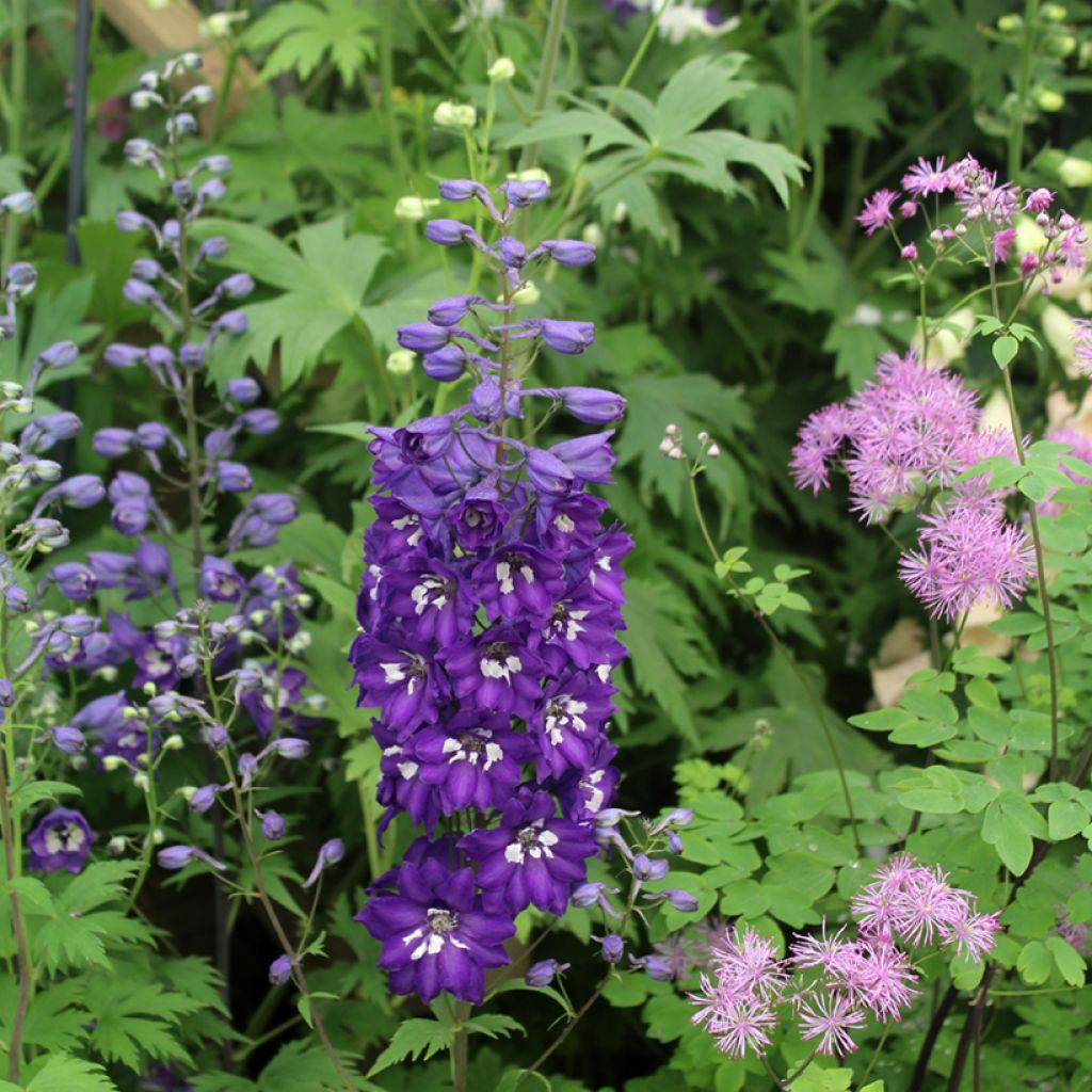 Delphinium Pacific-hybrid Magic Fountain Dark Blue-White Be - Speronella