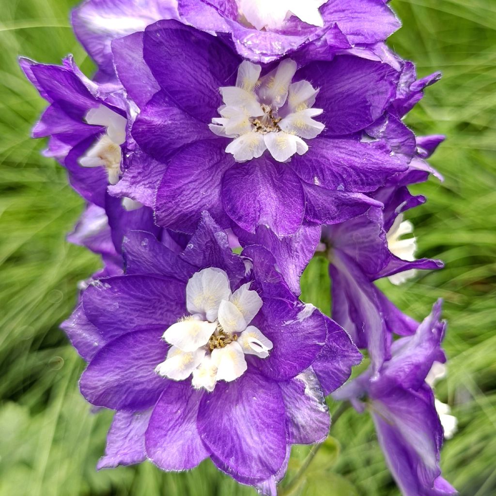 Delphinium Pacific-hybrid Magic Fountain Dark Blue-White Be - Speronella