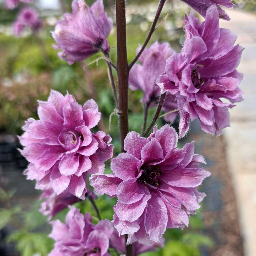 Delphinium Highlander Flamenco - Pied d'Alouette vivace