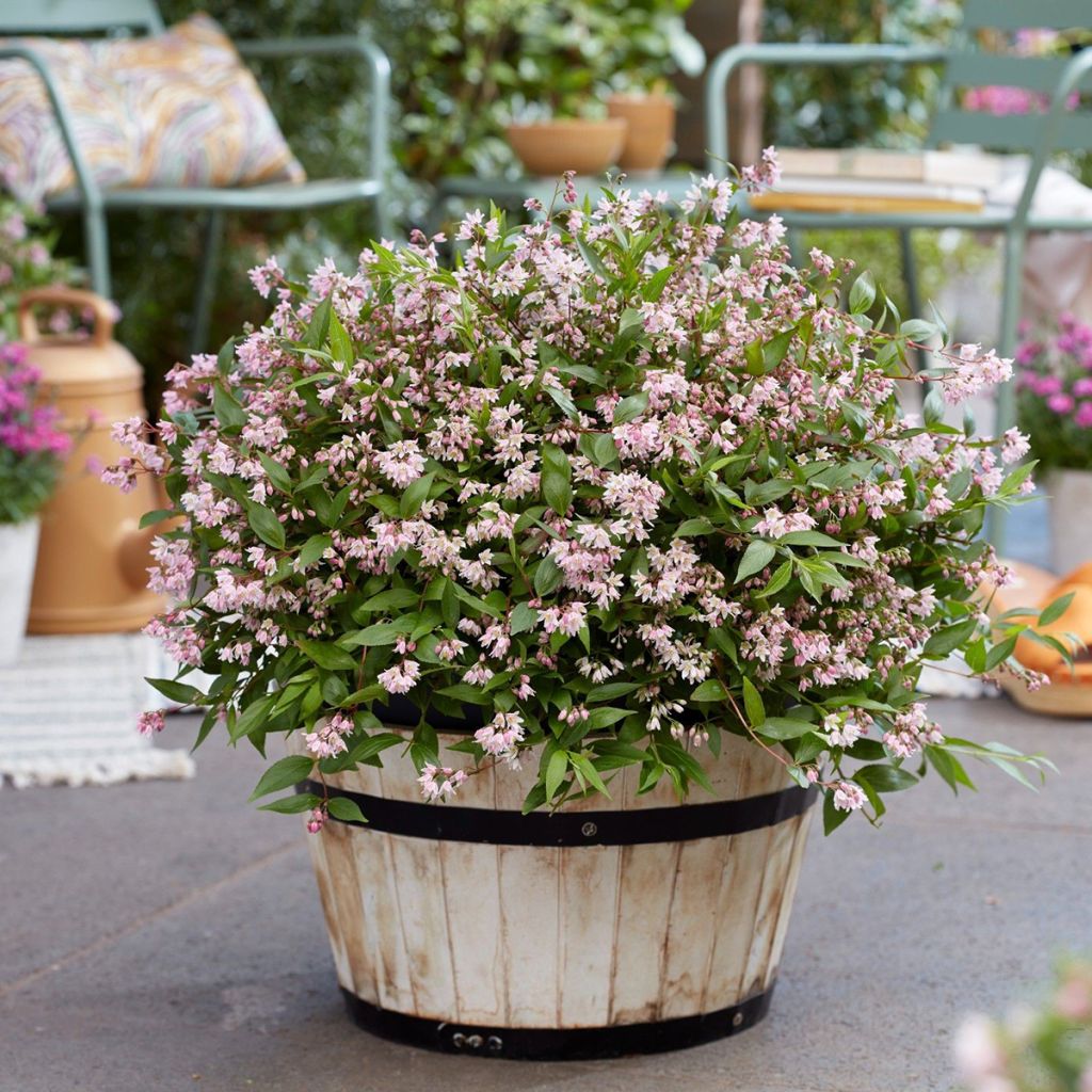 Deutzia Million Stars Pink Carpet