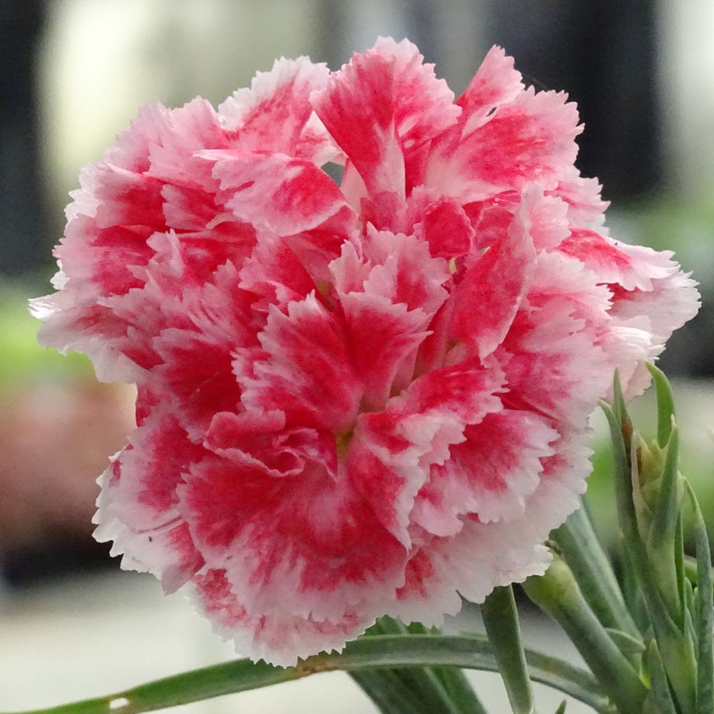 Dianthus plumarius Scent First Coral Reef - Garofano strisciante