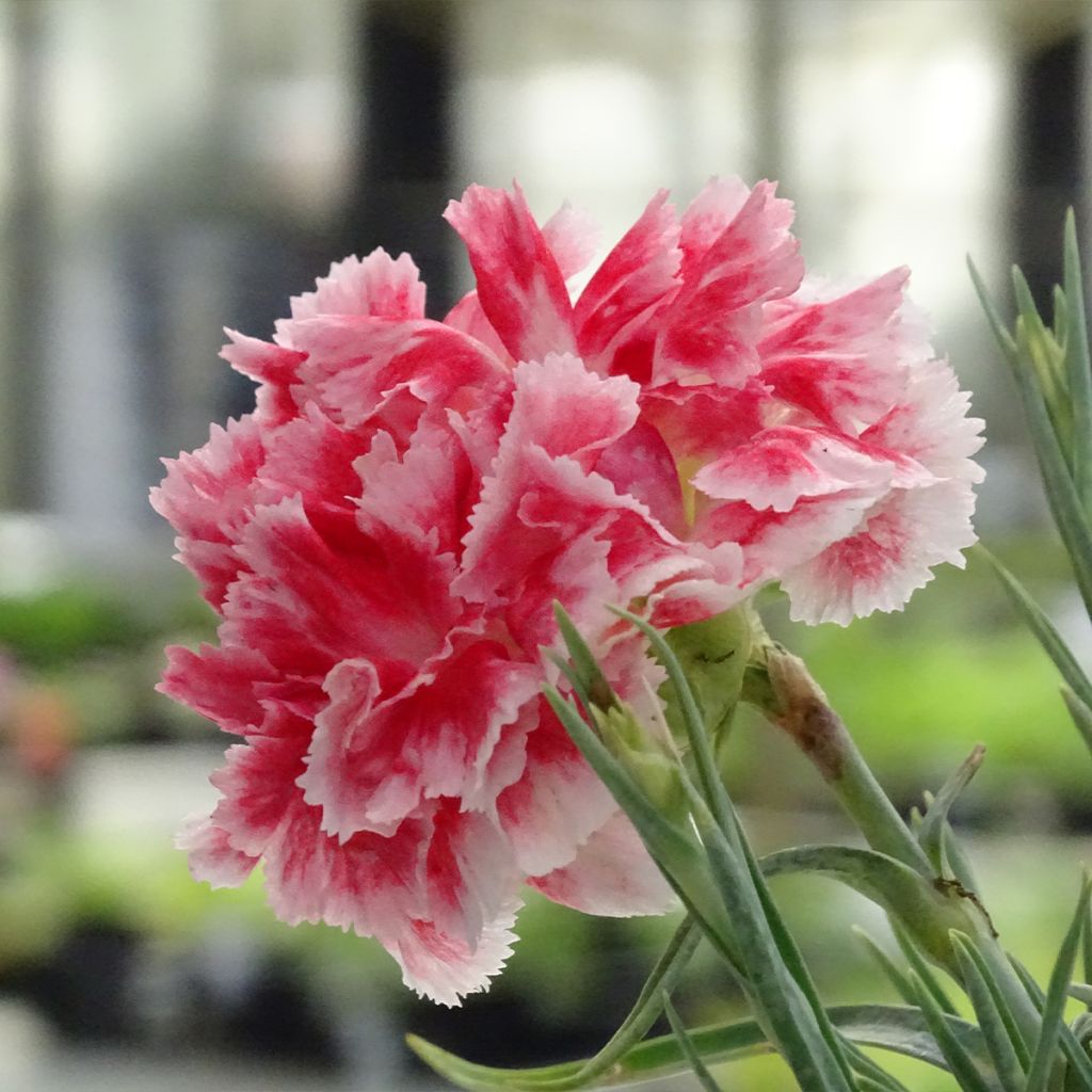 Dianthus plumarius Scent First Coral Reef - Garofano strisciante
