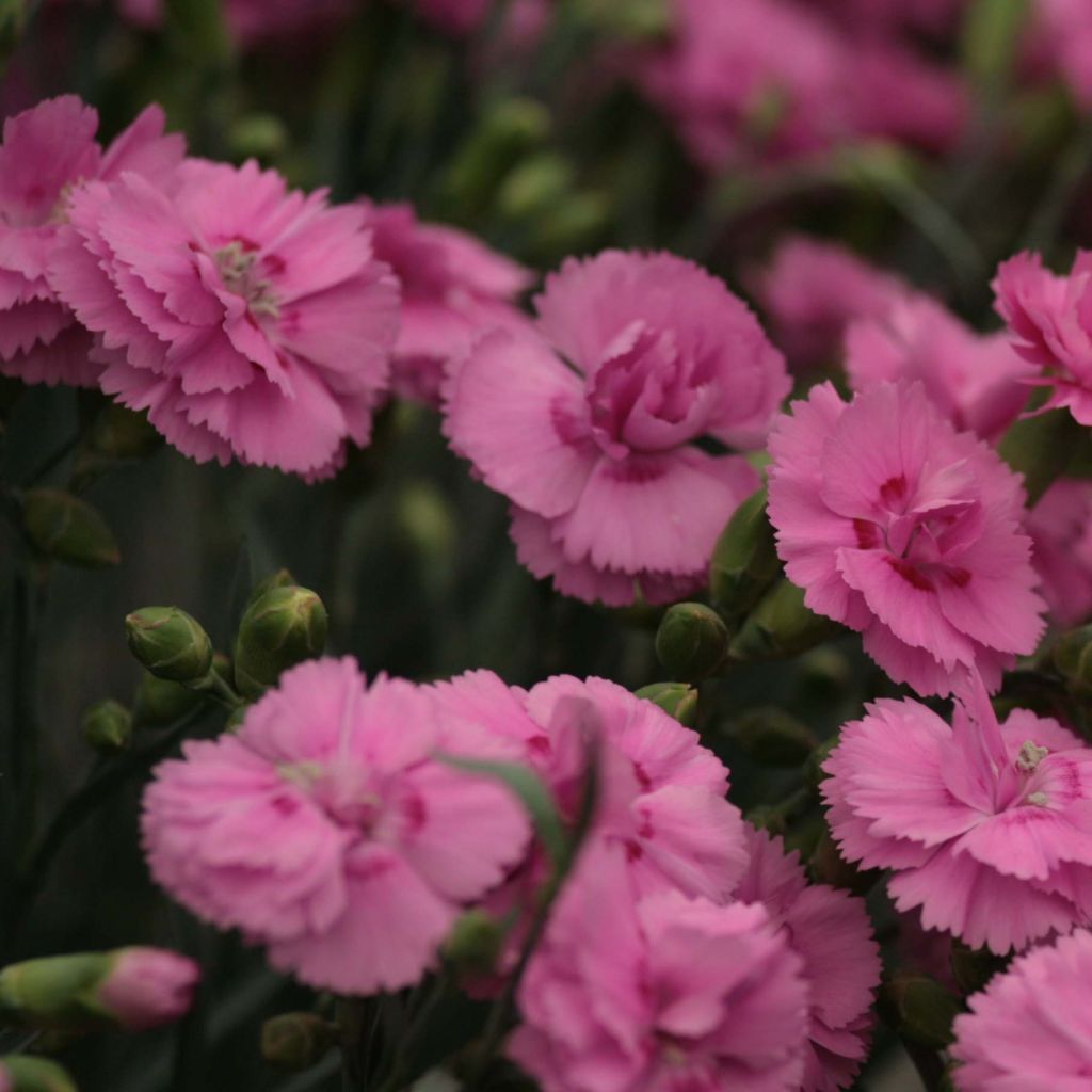Dianthus Scent First® Tickled Pink - Oeillet mignardise