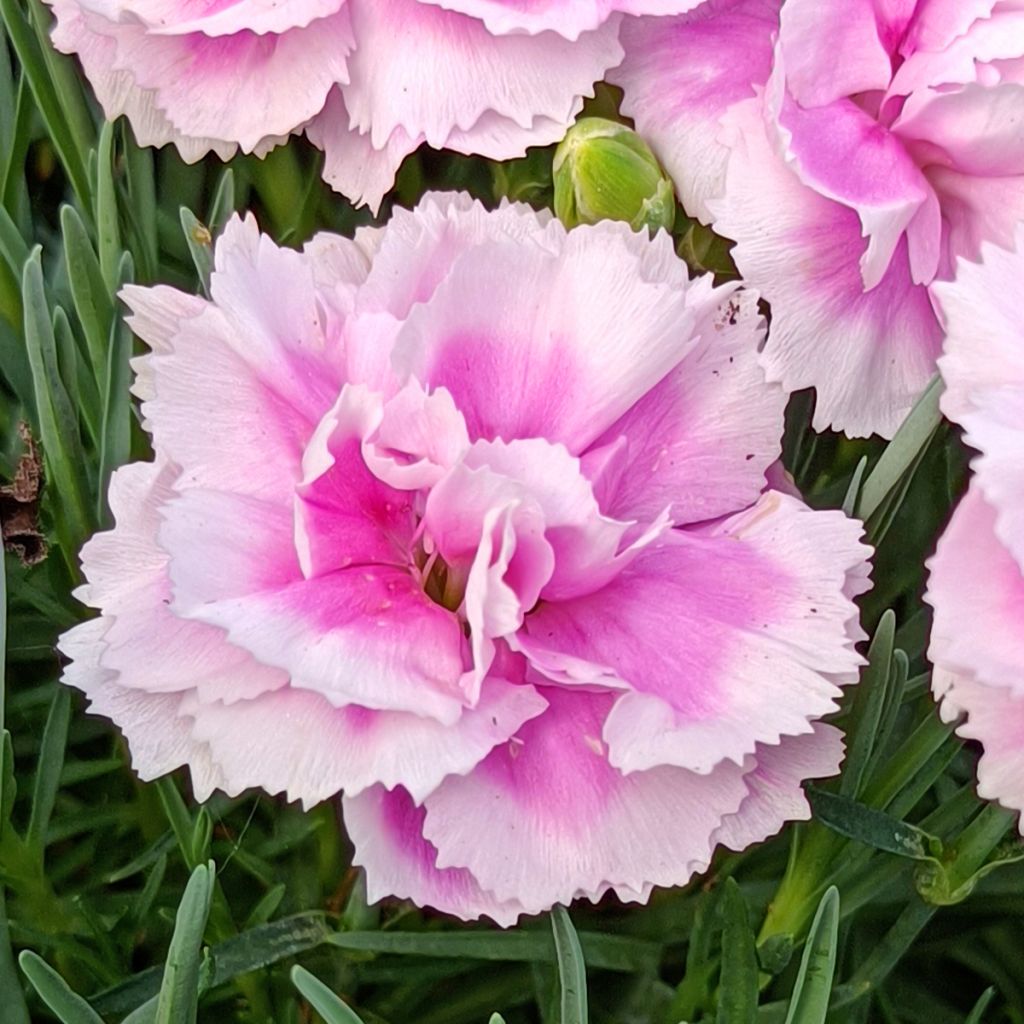 Dianthus plumarius Scent First Iced Gem - Garofano strisciante