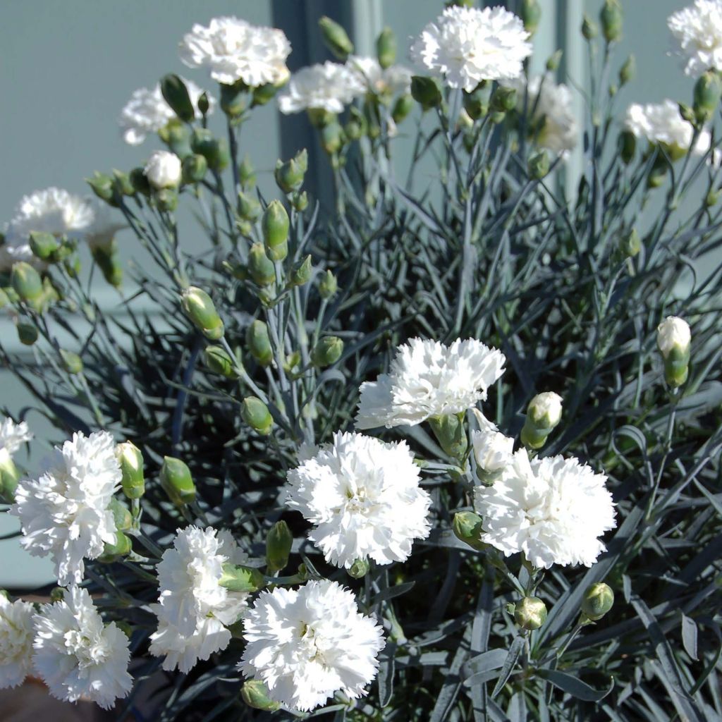 Dianthus plumarius Scent First Memories - Œillet mignardise