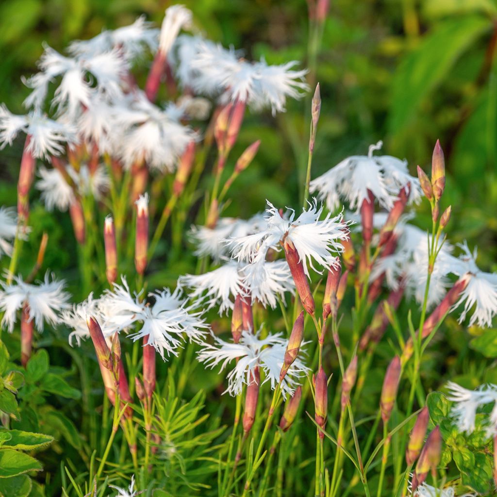 Dianthus squarrosa Berlin Snow - Garofano