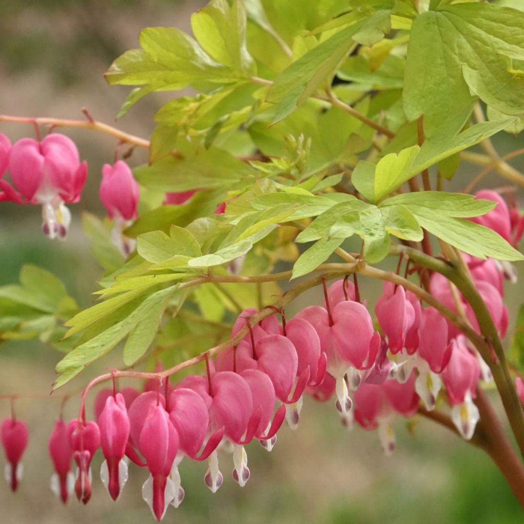 Dicentra spectabilis Yellow Leaf - Cuore di Maria