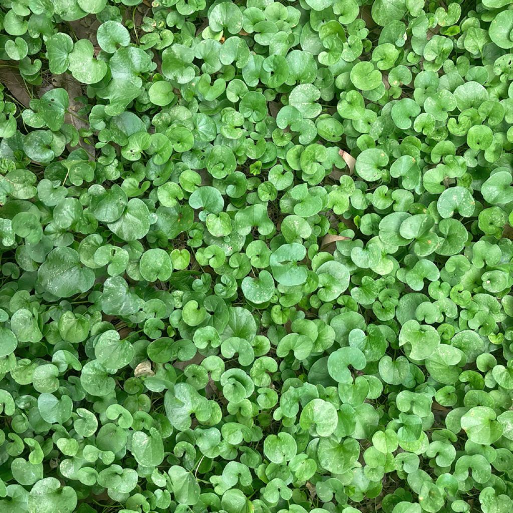 Semi di prato Dichondra TURFLINE