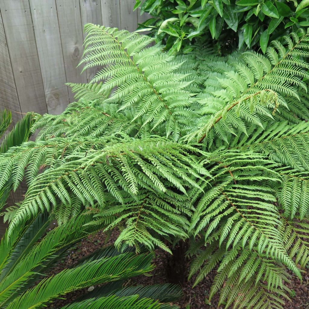 Dicksonia squarrosa - Felce arborea