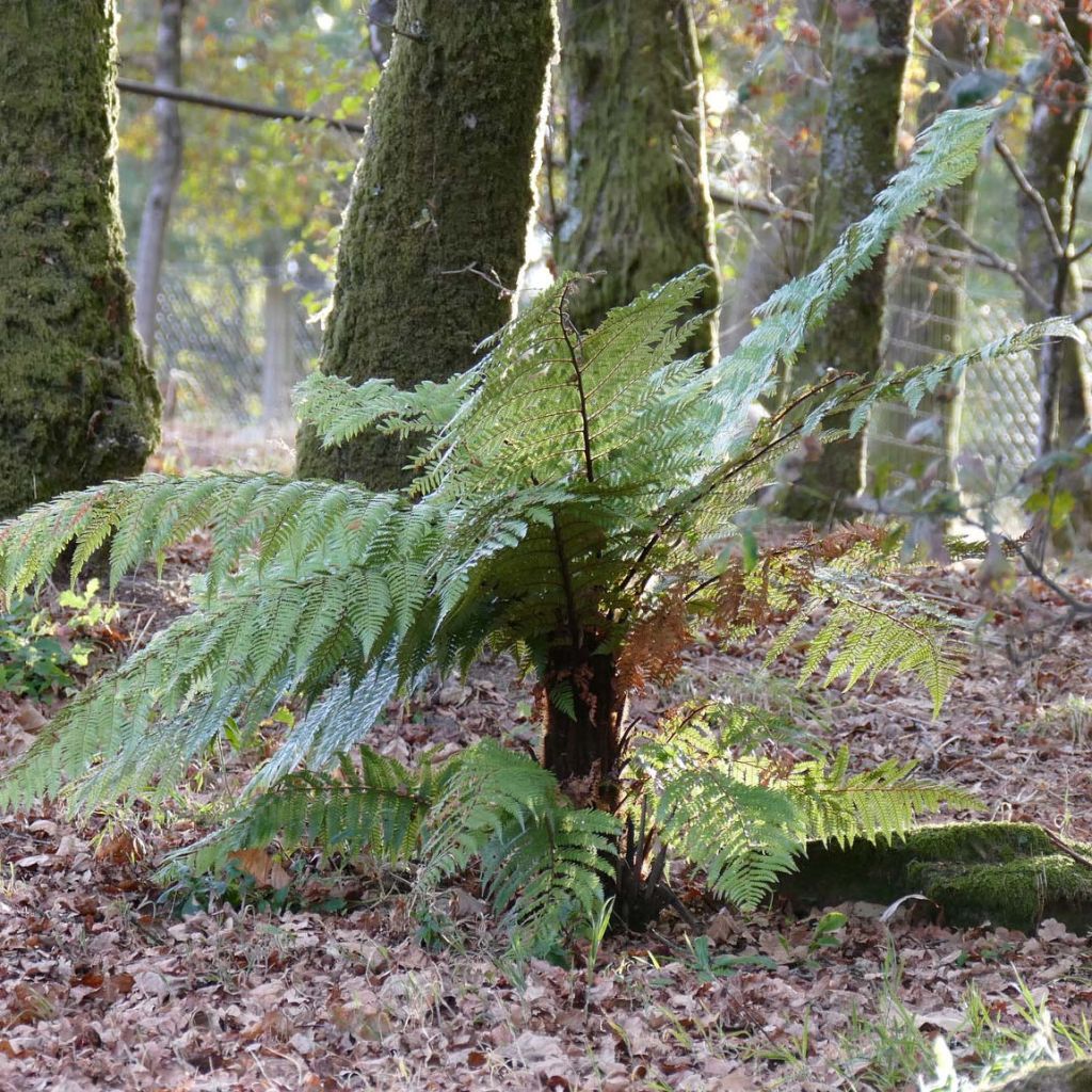 Dicksonia squarrosa - Felce arborea