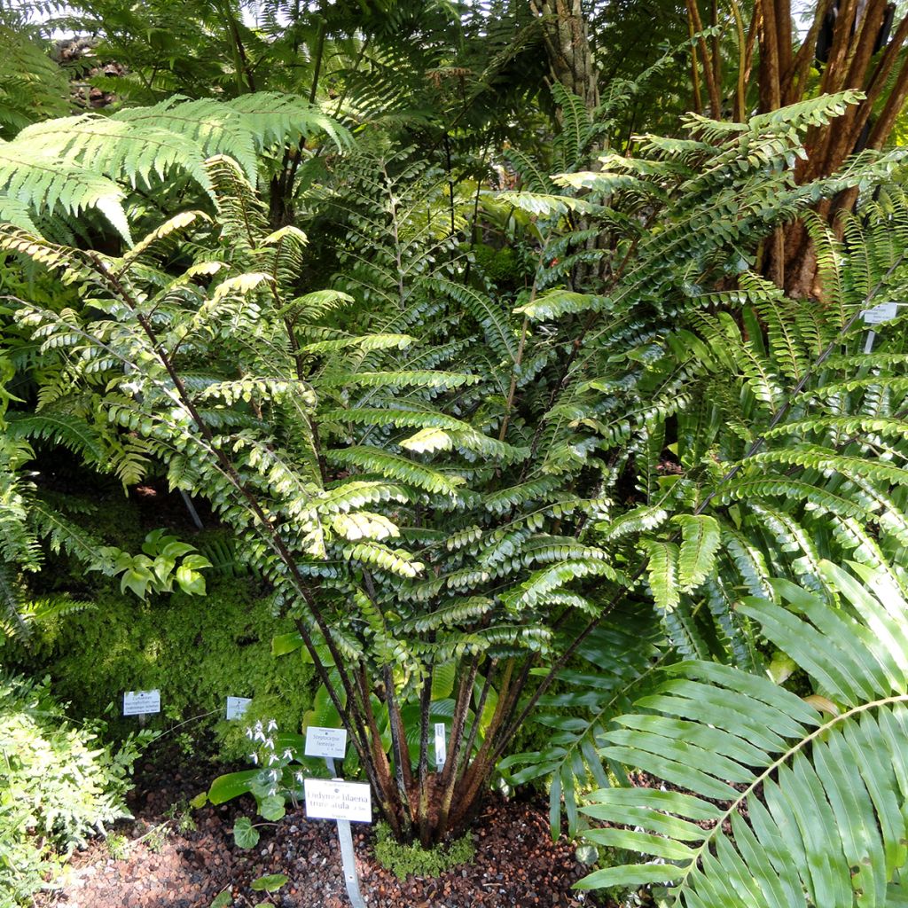 Didymochlaena truncatula - Fougère arborescente à frondes tronquées