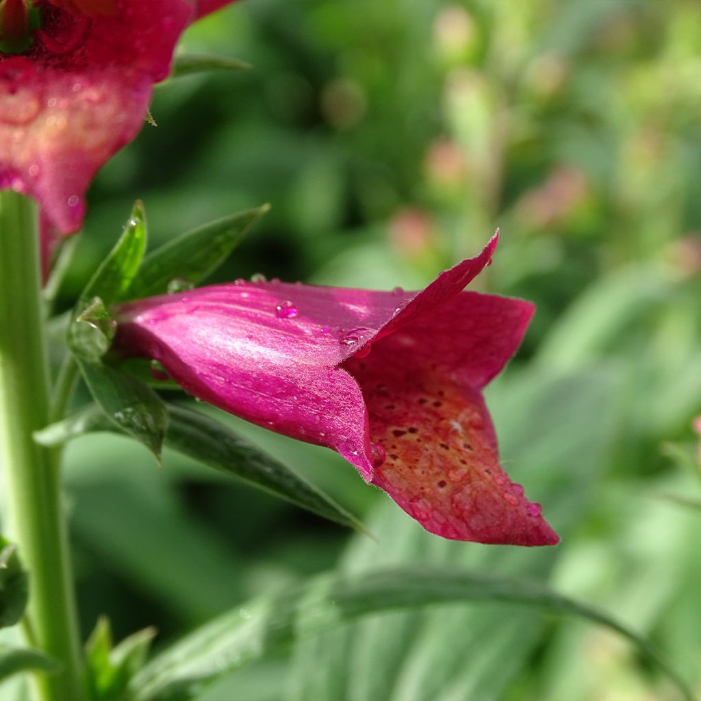 Digitalis Illumination Raspberry - Digitale ibrido