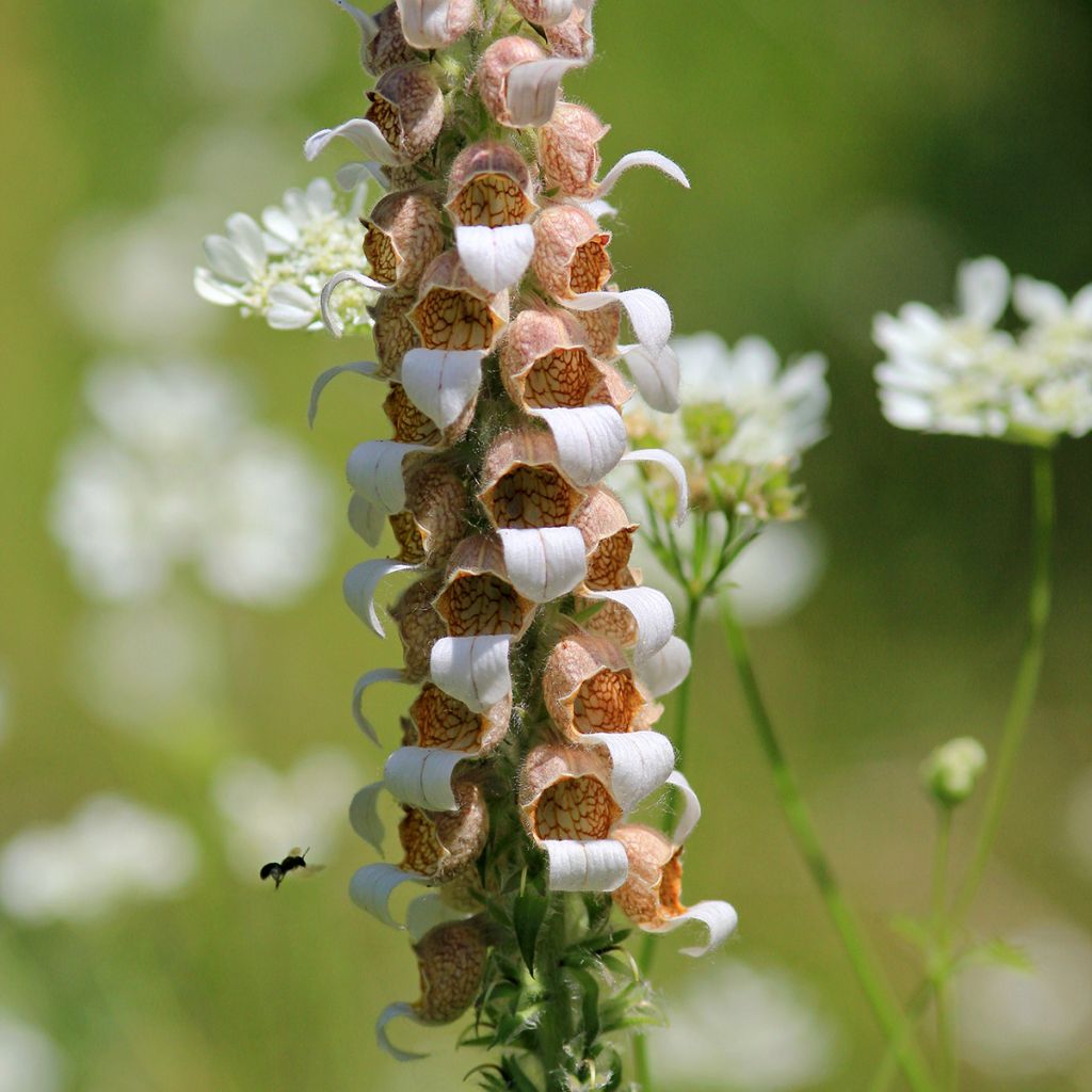 Digitalis lanata - Digitale lanata