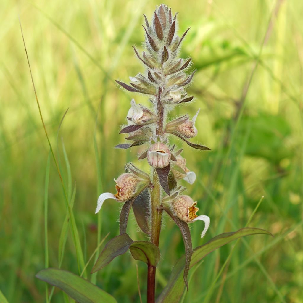 Digitalis lanata - Digitale lanata