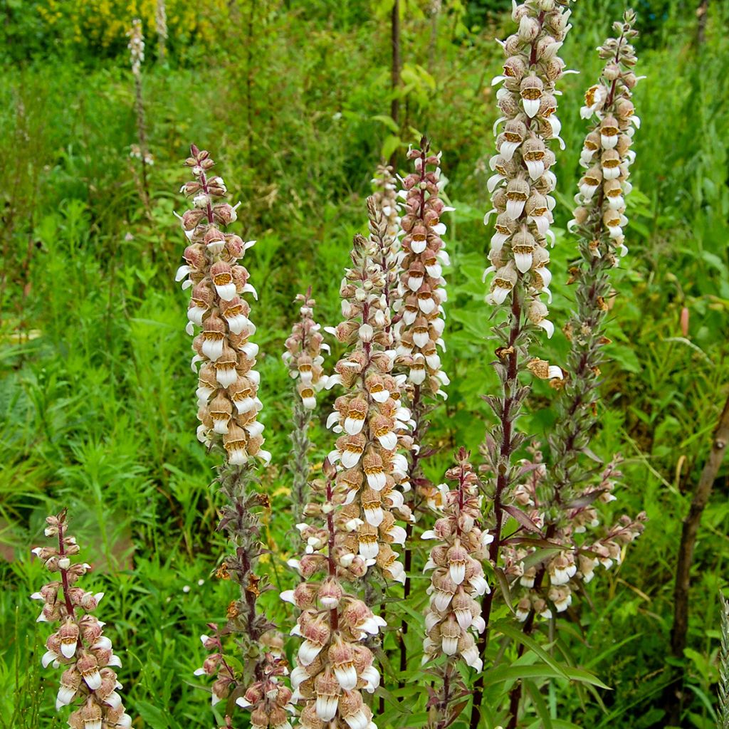 Digitalis lanata - Digitale lanata