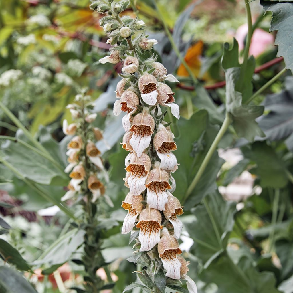 Digitalis lanata - Digitale lanata