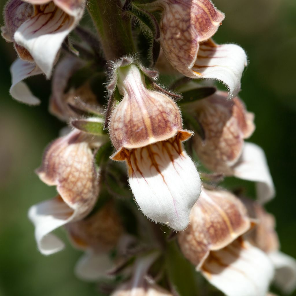 Digitalis lanata - Digitale lanata