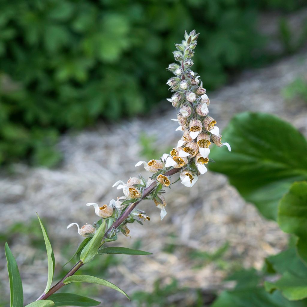 Digitalis lanata - Digitale lanata