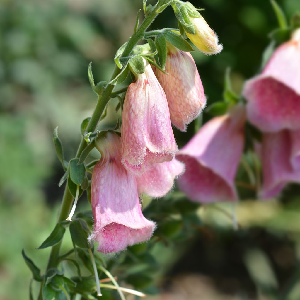 Digitalis mertonensis Summer King - Digitale
