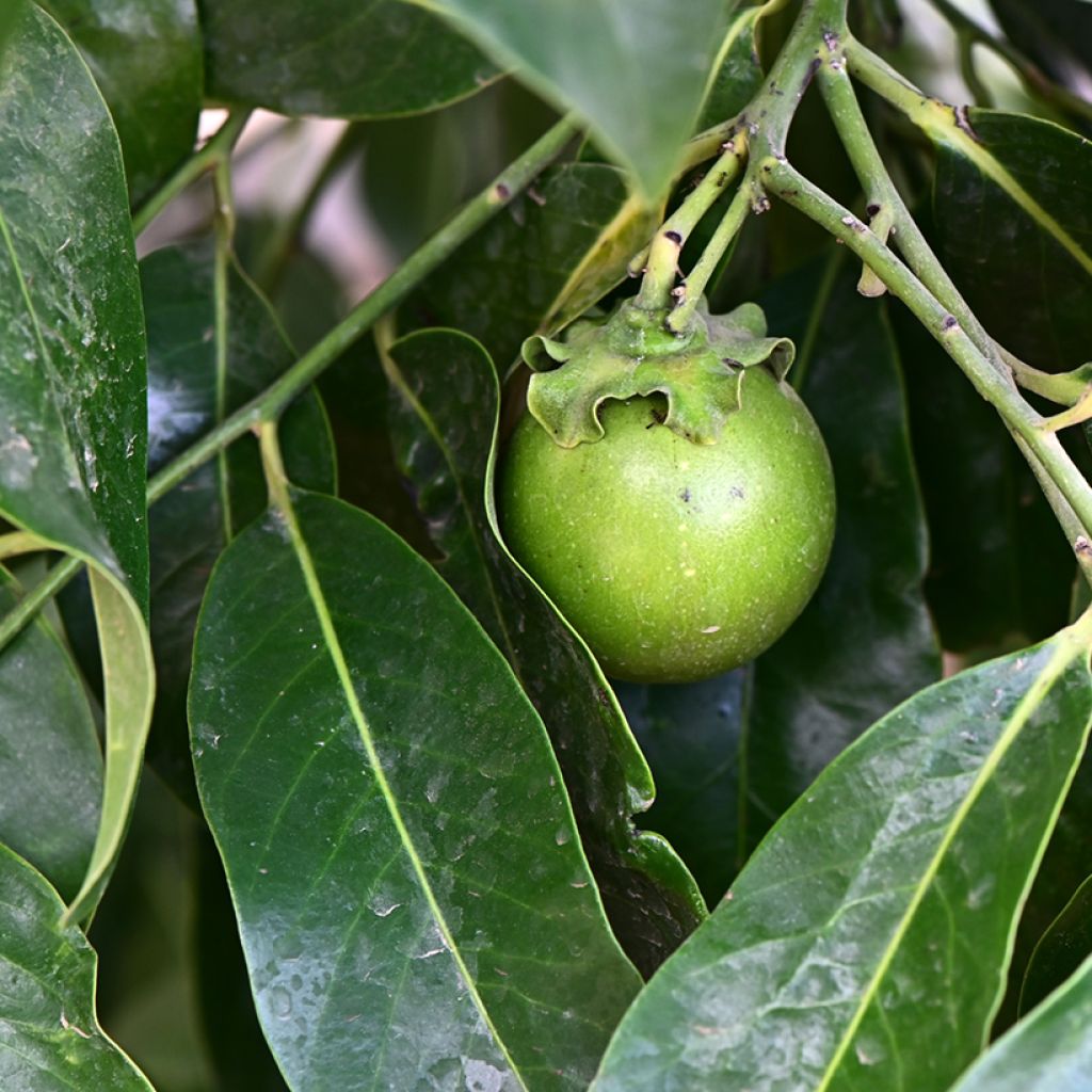 Diospyros digyna - Zapote nero