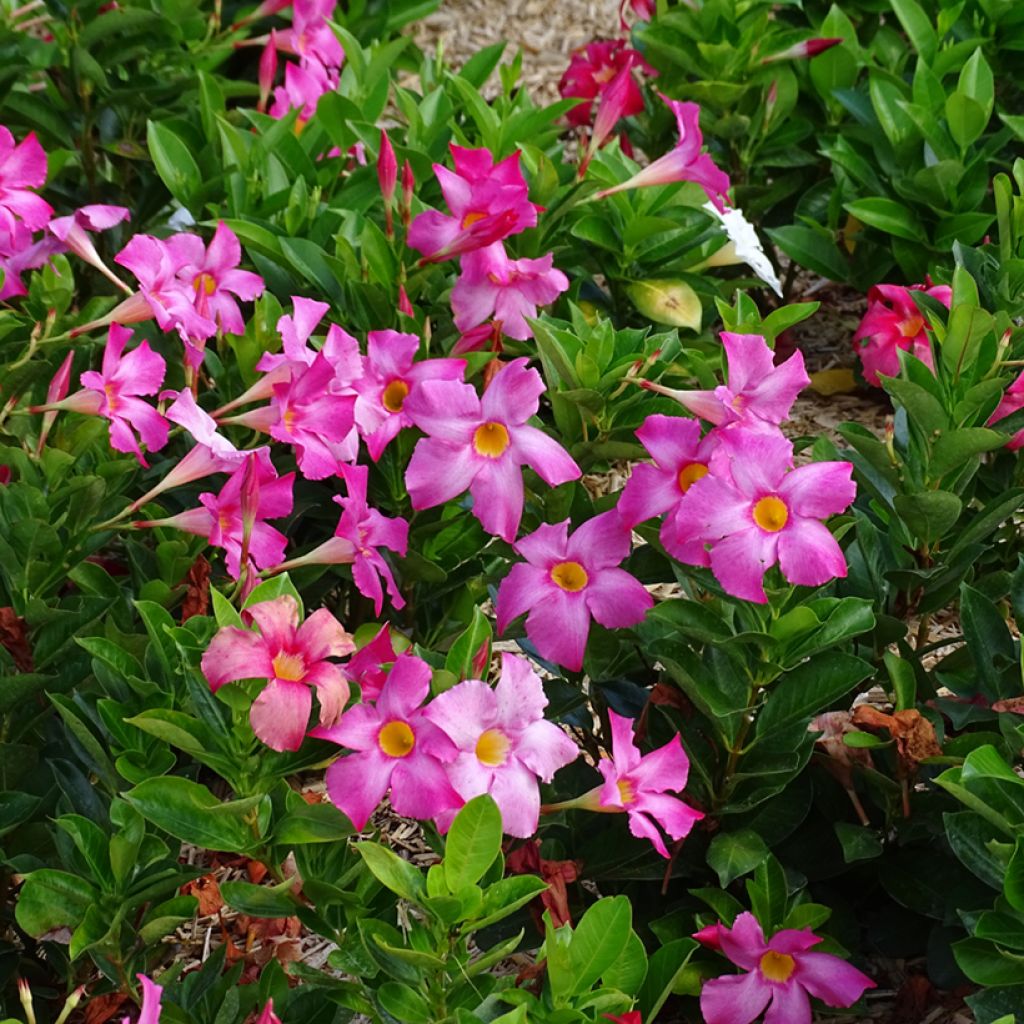 Dipladenia Bella Pink