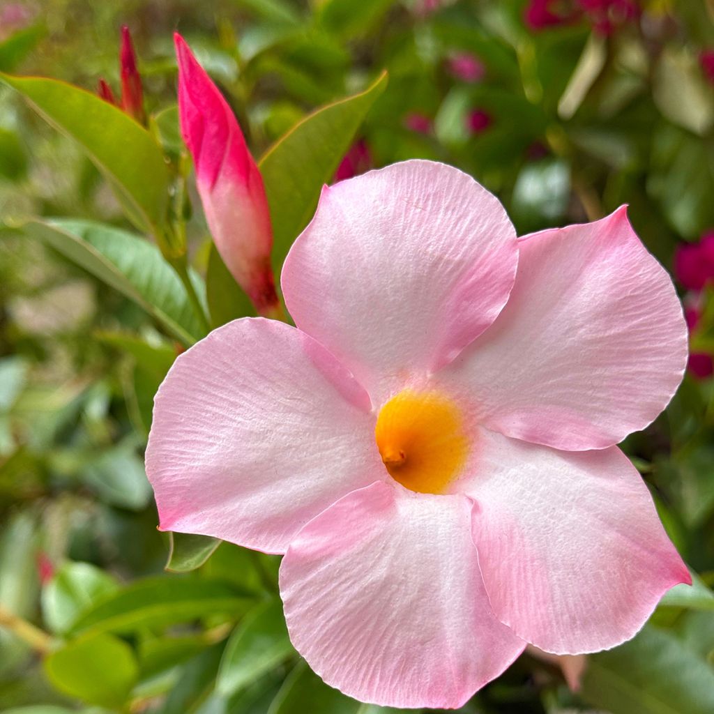 Dipladenia Diamantina Tourmaline Pink