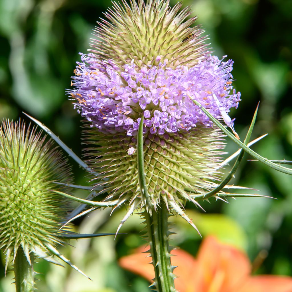 Dipsacus sylvestris BIO (semi) - Scardaccione selvatico