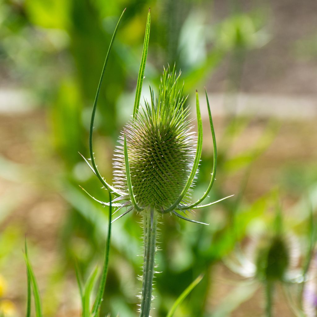 Dipsacus sylvestris BIO (semi) - Scardaccione selvatico